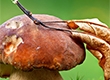 С начала сезона в егорьевских лесах заблудились более 30 грибников