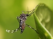 Отдых без комаров: полезные советы