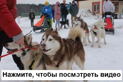 Гонка на собачьих упряжках в Егорьевске